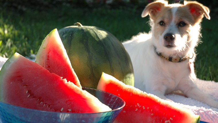 national watermelon day dogs 1