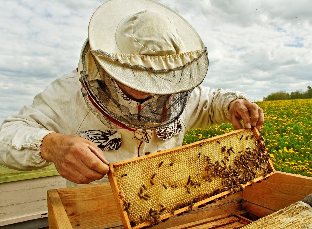 getting started in beekeeping