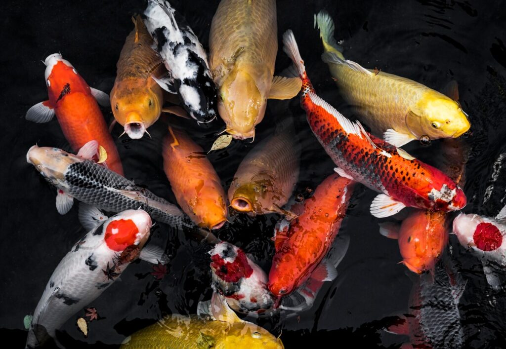 adapting-beauty-how-koi-fish-thrive-through-natural-selection-e-nimals